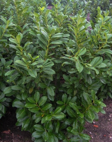 Kirschlorbeer Novita 9x9