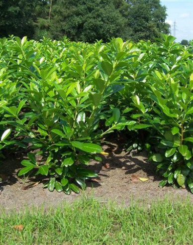 Kirschlorbeer Novita 9x9