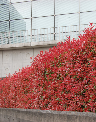 Glanzmispel ´Red Robin´ 9x9