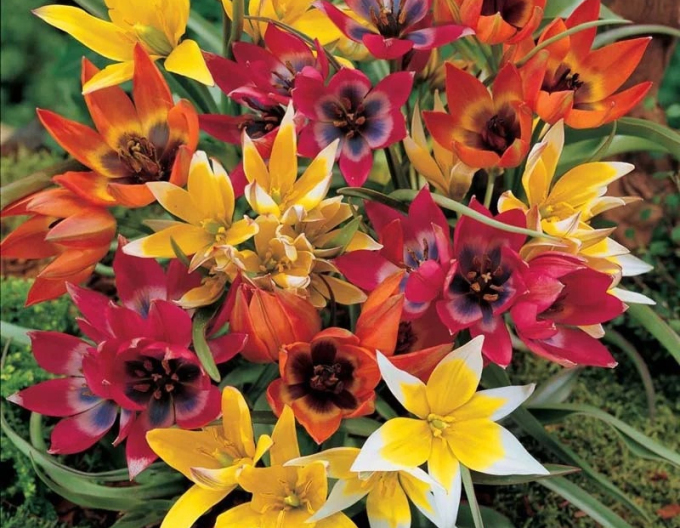Tulpe botanisch Mix