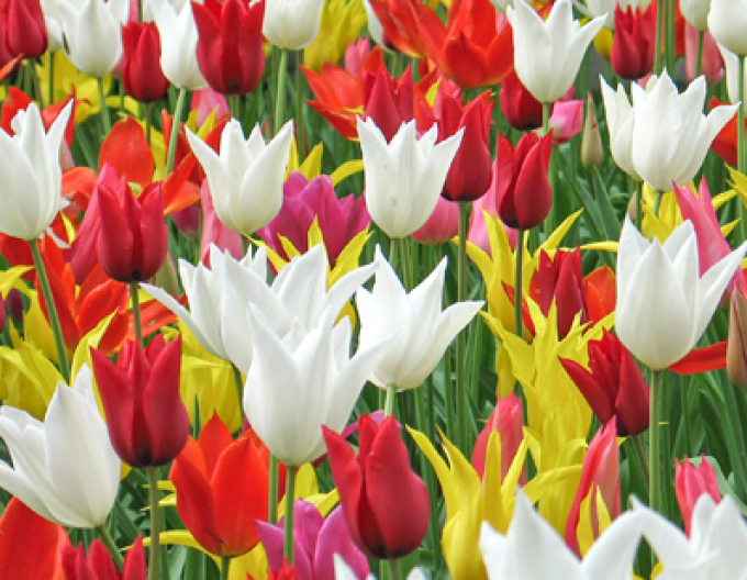 Tulpe Lilienblume Mix