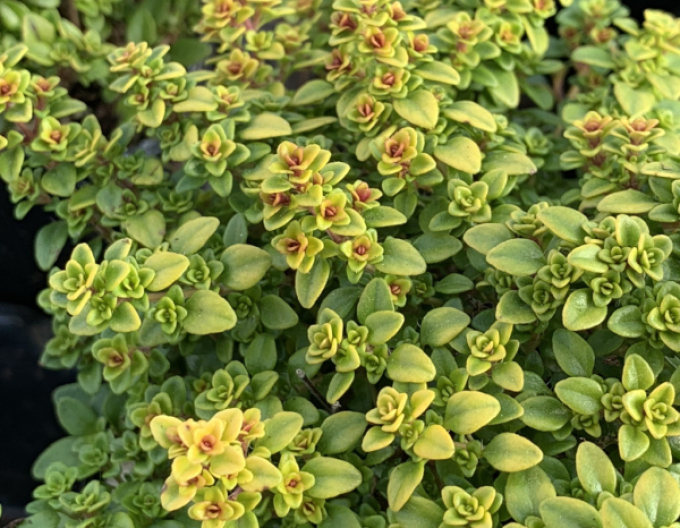 Zitronenthymian Lemon Gold