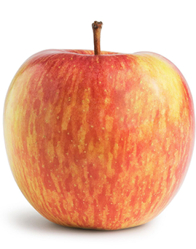 Apfelbaum Fuji auf M26, wurzelnackt