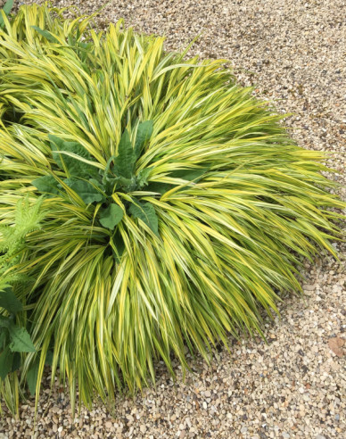 Japanisches Berggras Aureola 9x9