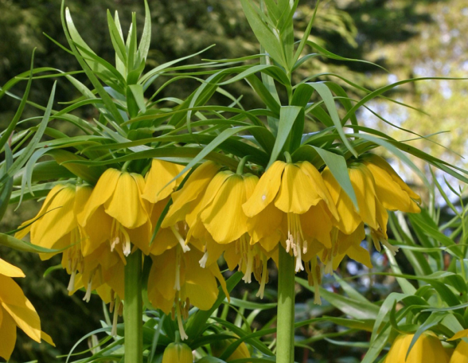 Fritillara Lutea - Königliche Schachblume Lutea