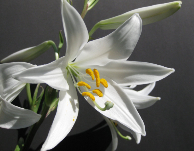 Madonnen-Lilie - Lilium Candidum