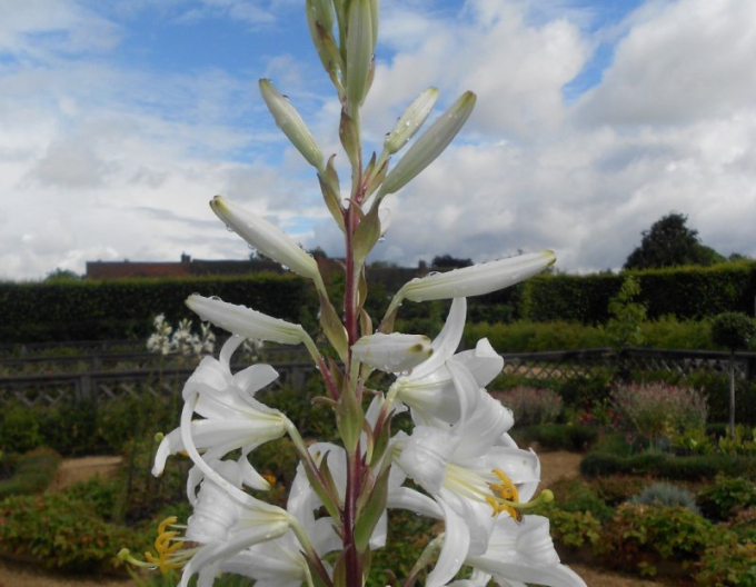 Madonnen-Lilie - Lilium Candidum