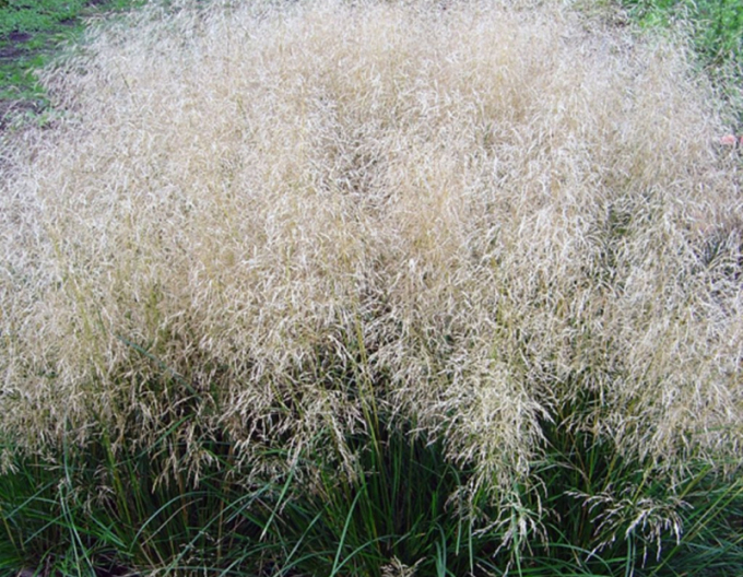 Besenstiel Palava