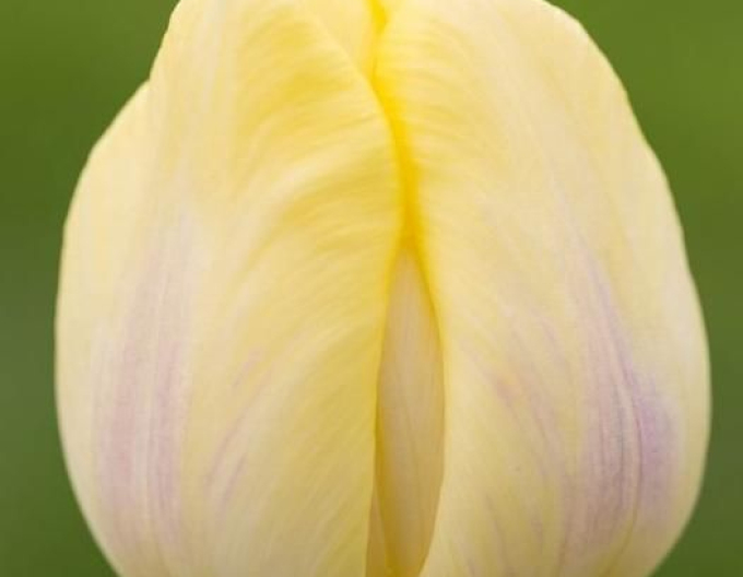 Tulpe Cream Flag
