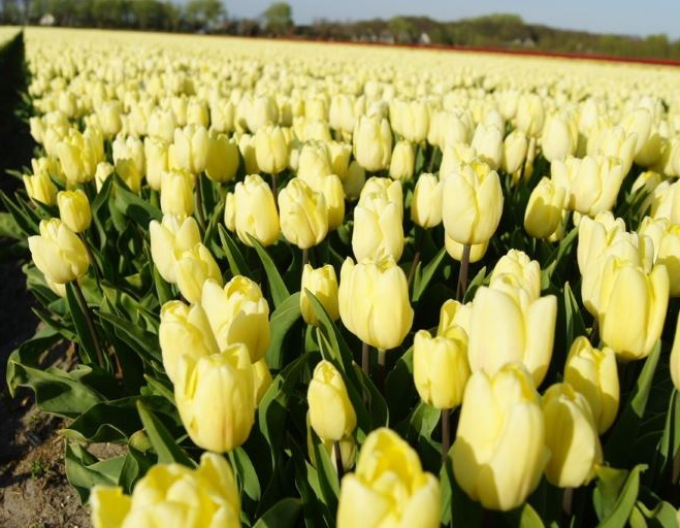 Tulpe Cream Flag
