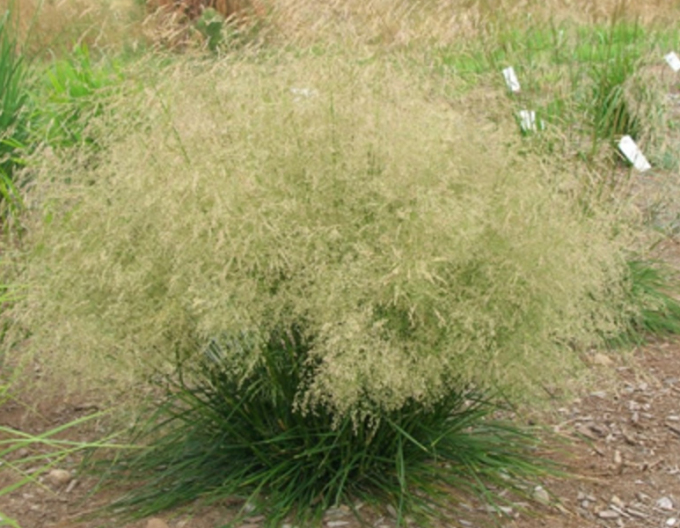 Besenstiel Palava