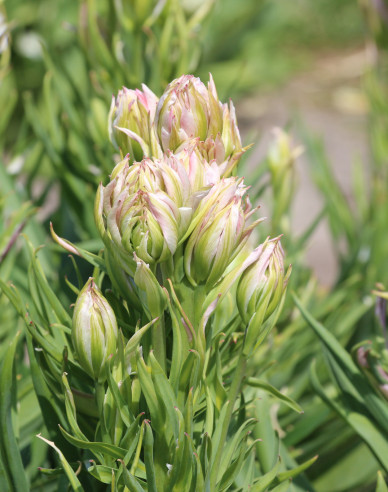 Tulpe Mystery Valley