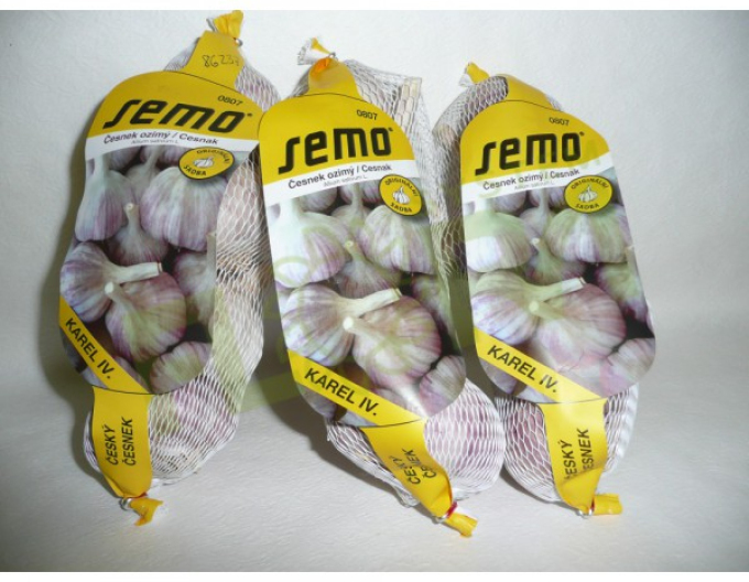 Pflanzknoblauch Winterhart Schosser ‚Karel IV‘ – 4 Knollen