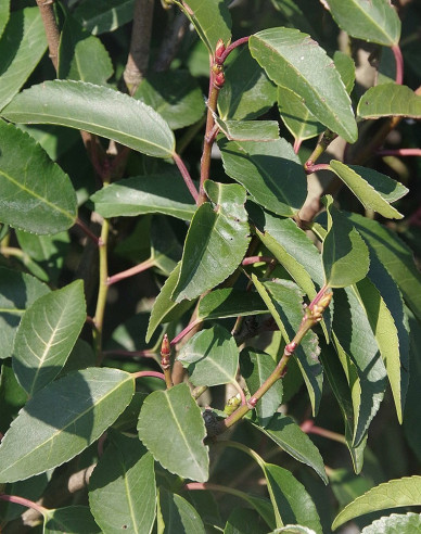 Portugiesischer Lorbeer Angustifolia