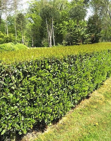 Portugiesischer Lorbeer Angustifolia