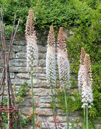 Steppenkerze - Eremurus 1st.