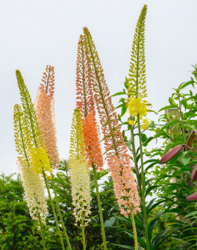 Steppenkerze hybrid - Eremurus 1st