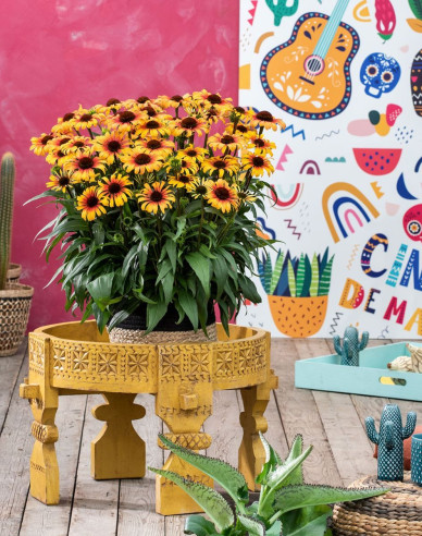 Sonnenhut Sombrero Yellow Red