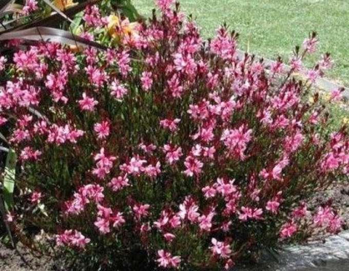 Gaura Cherry Brendy