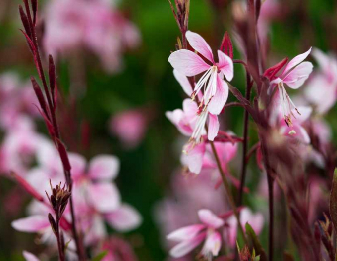 Gaura Cherry Brendy