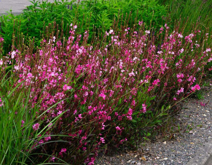 Gaura Cherry Brendy