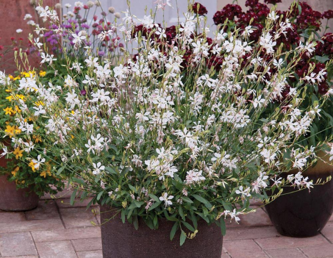 Gaura Sommerstern Weiß