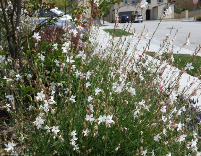 Gaura Sommerstern Weiß