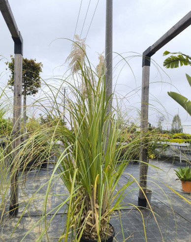 Pampasgras - Cortaderia White