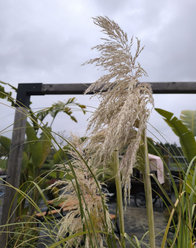 Pampasgras - Cortaderia White