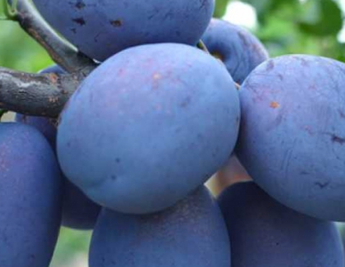 Herbstpflaume Toptaste auf Wavit, wurzelnackt