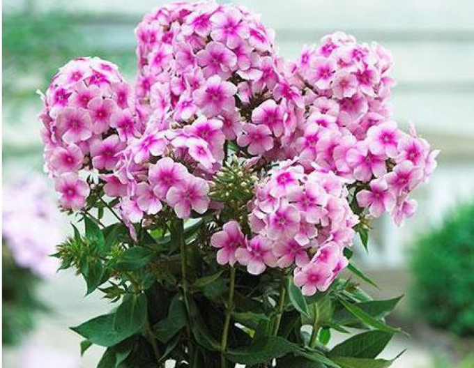 Flox Sweet Sommer Festival