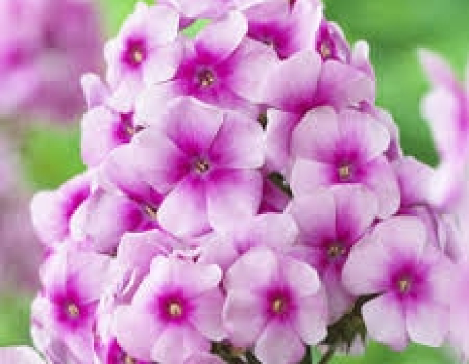 Flox Sweet Sommer Festival
