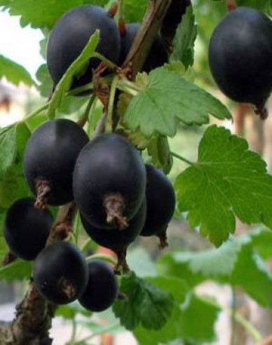 Jostabeere Hochstämmchen, wurzelnackt