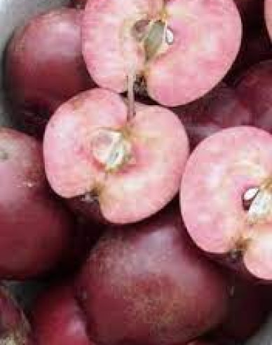 Säulenapfelbaum Maypole auf M7, Cont. 2l