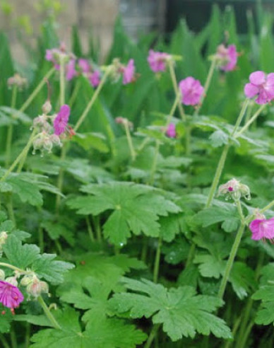 Balkan-Storchschnabel