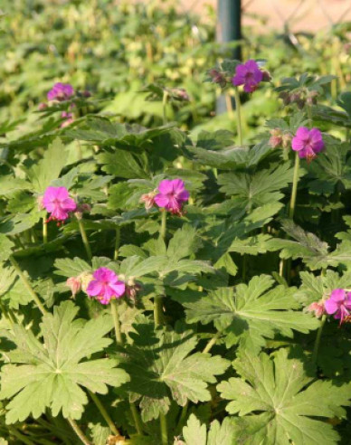 Balkan-Storchschnabel