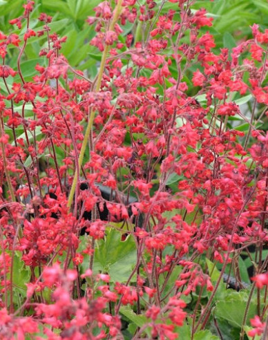 Purpurglöckchen Ruby Bells