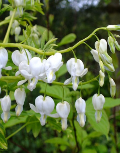 Tränendes Herz Alba