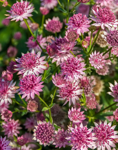 Große Sterndolde Rosensinfonie