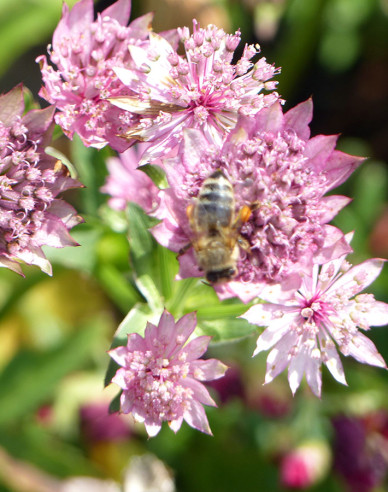 Große Sterndolde Rosensinfonie
