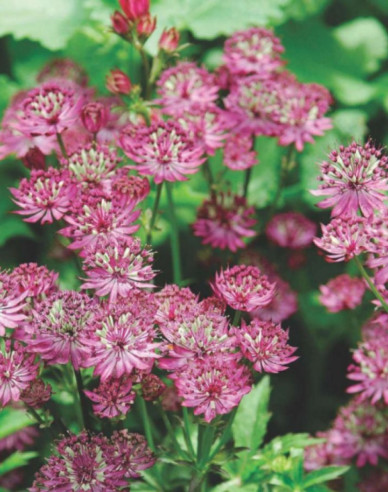 Große Sterndolde Rosensinfonie