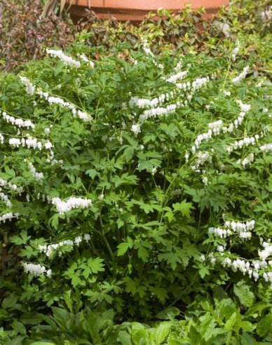 Tränendes Herz Alba