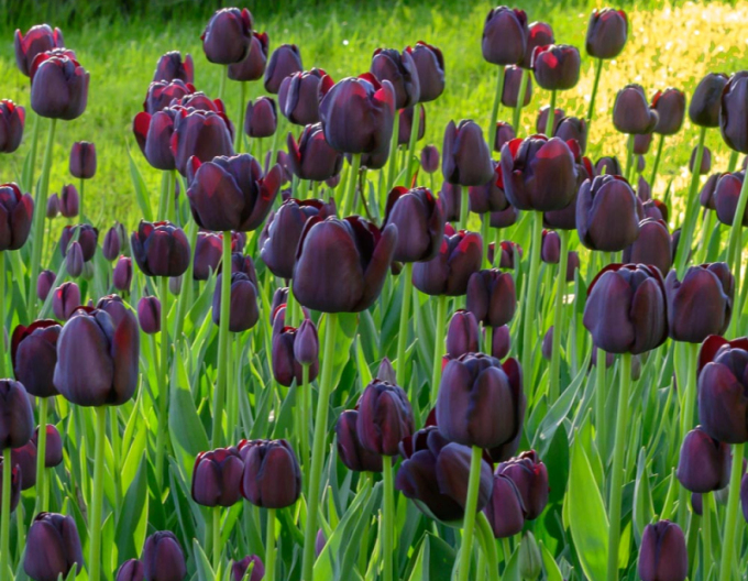 Tulpe ´Queen of Night´