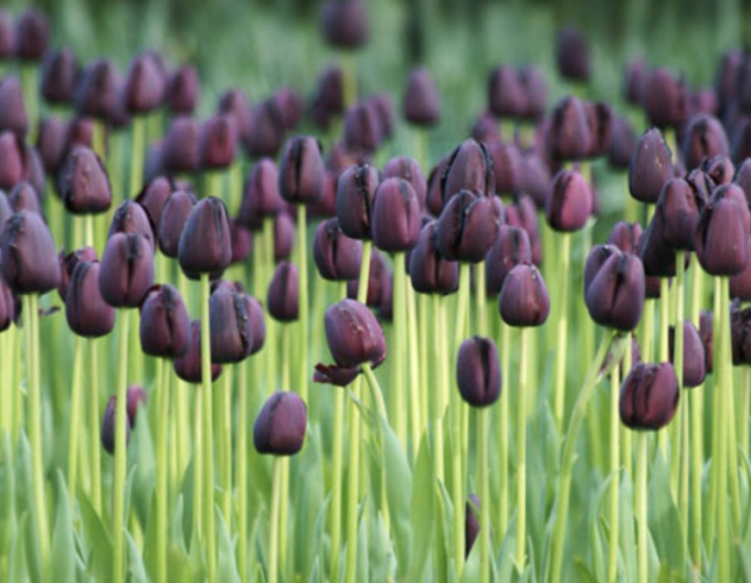 Tulpe ´Queen of Night´
