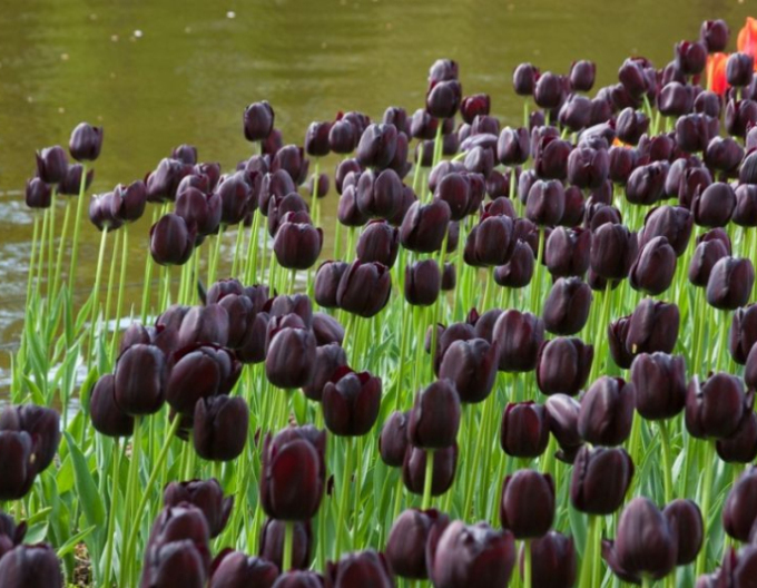 Tulpe ´Queen of Night´