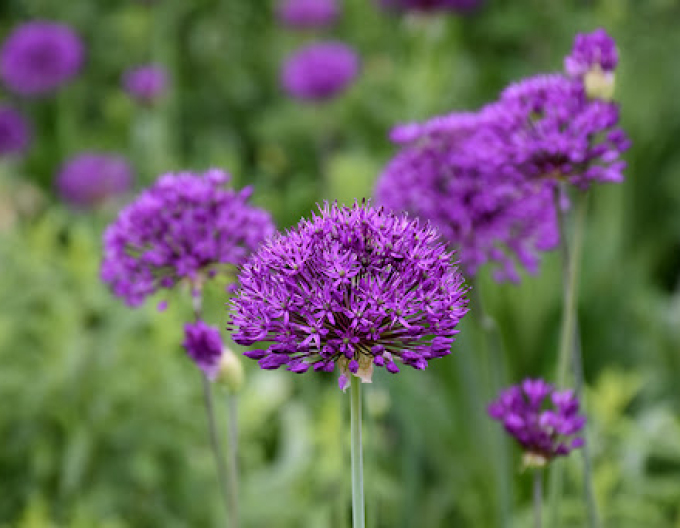 Zierknoblauch Purple Sensation 1st.