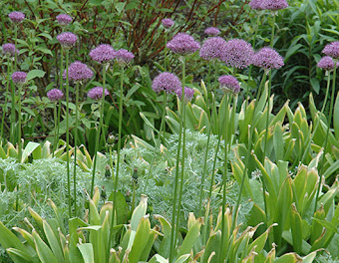 Zierknoblauch Purple Sensation 1st.