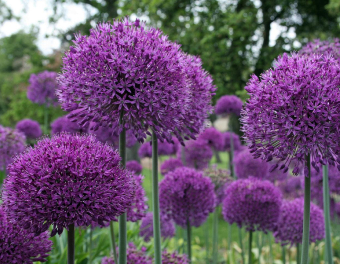 Zierknoblauch Purple Sensation 1st.