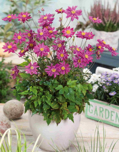 Herbst - Anemone  Prinz Heinrich