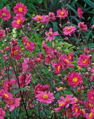 Herbst - Anemone  Prinz Heinrich